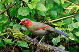 Scarlet-faced Liocichla